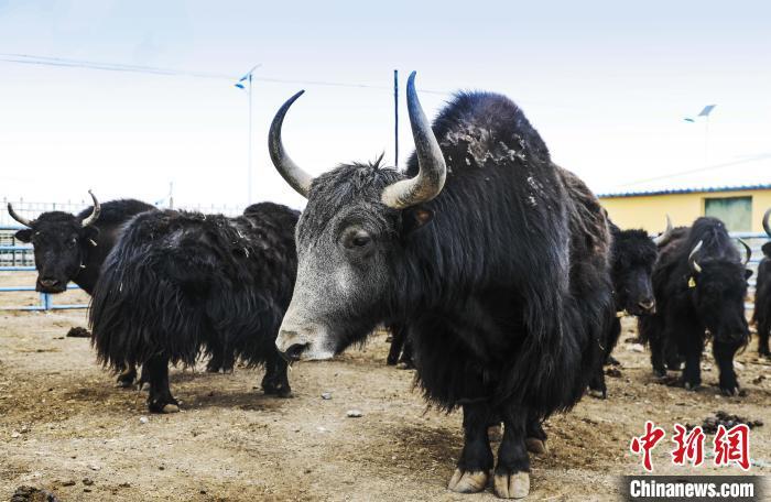 青海畜牧业职单招单考怎么考？-第1张图片-厚德教育培训