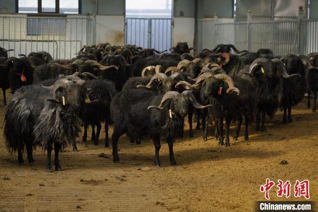 青海畜牧业职单招单考怎么考？-第2张图片-厚德教育培训